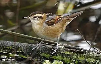 Description de cette image, également commentée ci-après
