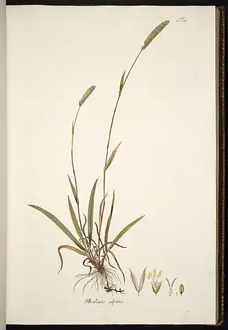 Description de l'image Phleum hirsutum illustration (01).jpg.