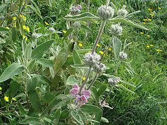 Description de l'image Phlomis purpurea 2.JPG.