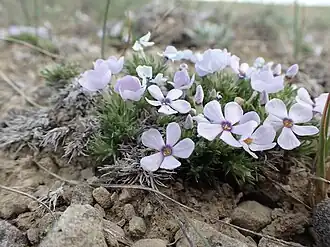 Description de l'image Phlox hoodii - spiny phlox - 52099178508.jpg.