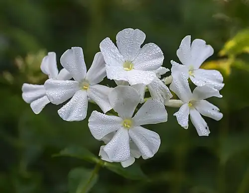 Phlox 'Fujiyama'.