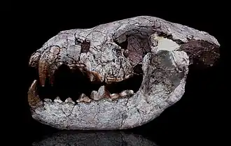 Crâne fossile de Phoberogale shareri (Hemicyonidae)