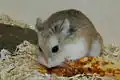 Hamster de Roborovski
