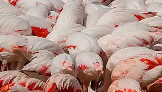 Flamants roses cherchant de la nourriture à l'étang de l'Œil de Ca dans la réserve africaine de Sigean.