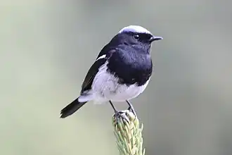Description de cette image, également commentée ci-après