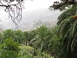Groupe sauvage sur l'île de La Gomera.