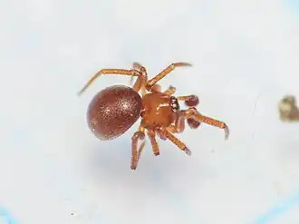 Description de l'image Pholcomma gibbum 348850069.jpg.