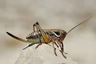 Description de cette image, également commentée ci-après