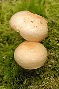 Pholiota lenta