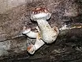 Pholiota populnea