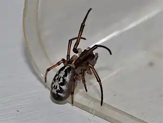 Description de l'image Phonognatha melanopyga 8298.jpg.