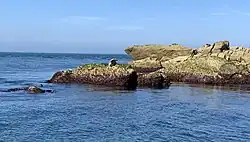 Deux phoques se trouvent sur un récif pendant qu'un troisième nage dans la mer.