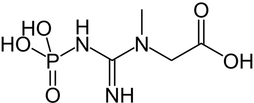 Phosphocréatine.