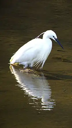 Photo d'une Aigrette Garzette