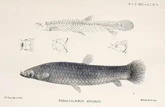 Phractolaemus ansorgii (Phractolaemidae).