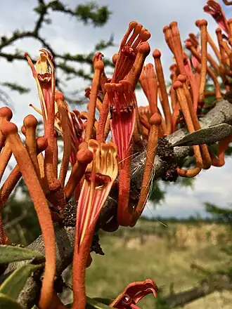 Description de l'image Phragmanthera dschallensis1.jpg.