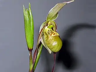 Description de l'image Phragmipedium caricinum 01.jpg.