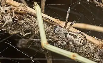 Description de l'image Phryganoporus male.jpg.