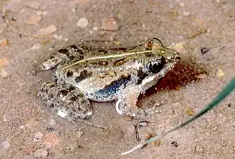 Description de l'image Phrynobatrachus parvulus03.jpg.