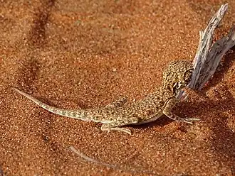Description de l'image Phrynocephalus arabicus 1711129.jpg.