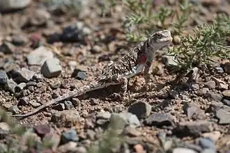 Description de cette image, également commentée ci-après