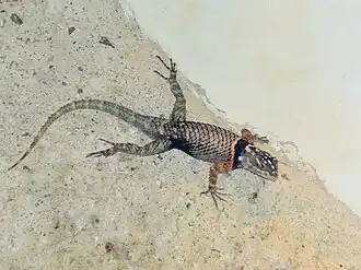 Description de l'image Phrynosomatidae Sceloporus macdougalli 1.jpg.