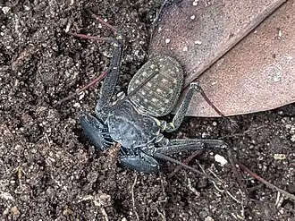 Description de l'image Phrynus marginemaculatus.jpg.