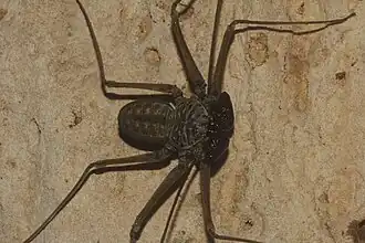 Description de l'image Phrynus palenque 49593500.jpg.