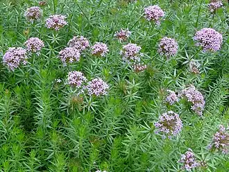 Description de l'image Phuopsis stylosa01.JPG.