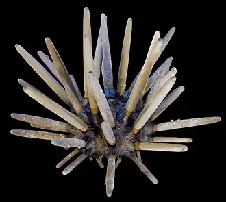 Phyllacanthus imperialis, une espèce commune à faible profondeur