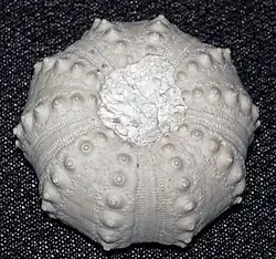 Fossile de Phyllacanthus mortoni (Eocène)