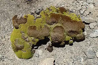 Description de l'image Phyllachne colensoi kz01.jpg.