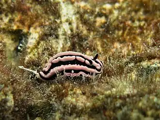 Description de cette image, également commentée ci-après