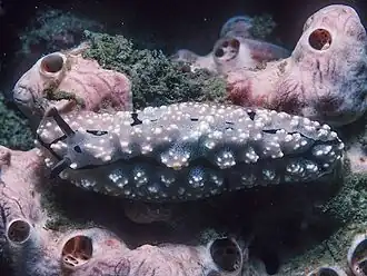 Description de l'image Phyllidiopsis pipeki (2).jpg.