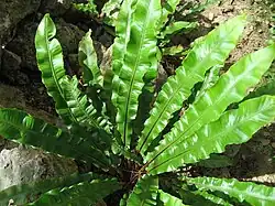 Vue d'une plante aux longues feuilles cireuses organisées en rosette.