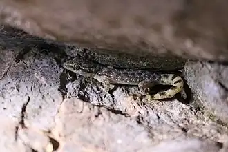 Description de l'image Phyllodactylus bordai 5817363.jpg.