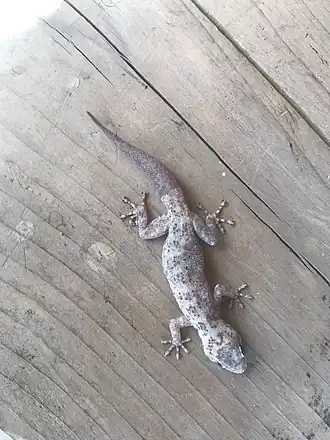 Description de l'image Phyllodactylus nocticolus 28046821.jpg.