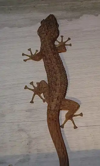 Description de l'image Phyllodactylus palmeus 35436986.jpg.