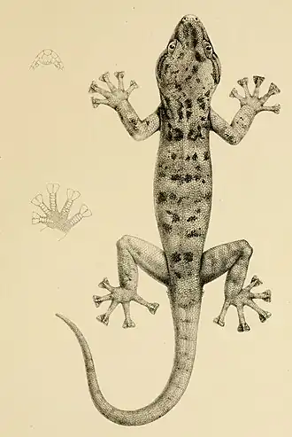 Description de l'image Phyllodactylus riebeckii.jpg.