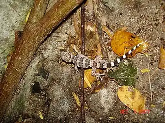 Description de l'image Phyllodactylus wirshingi 9768405.jpg.