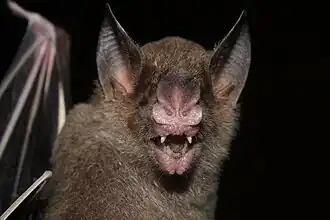 Description de l'image Phylloderma stenops 444698578.jpg.