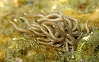 Phyllodesmium briareum.