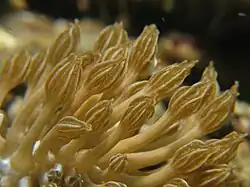 Phyllodesmium rudmani.