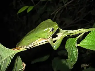 Description de l'image Phyllomedusa iheringii01.jpg.