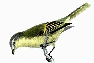 Description de l'image Phyllomyias burmeisteri Smit.jpg.