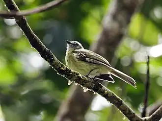 Description de l'image Phyllomyias plumbeiceps - Plumbeous-crowned Tyrannulet.jpg.