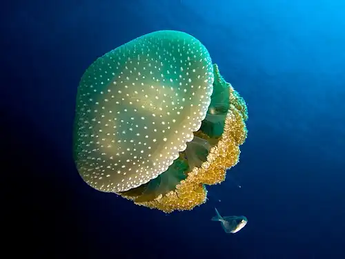 Description de l'image Phyllorhiza punctata (White-spotted jellyfish).jpg.