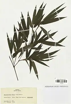 Deux branches sortent au niveau d'un nœud