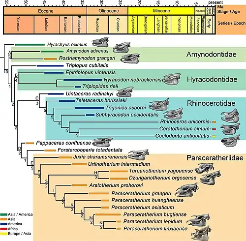 Schéma montrant les relations phylogénétiques des rhinocéros et de leur proches parents disparus. La famille des paracérathériidés, dont fait partie Paraceratherium, est montré en orange et en bas de l'image.