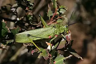 Phymateus viridipes.